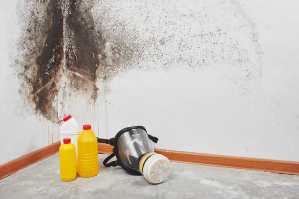 Best Attic Mold Removal  in Machesney Park, IL