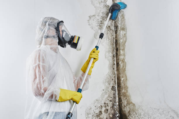 Best Commercial Mold Removal  in Machesney Park, IL