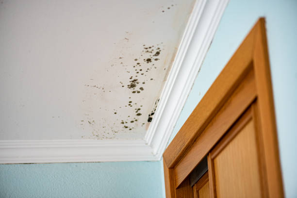 Best Mold Cleaning Services  in Machesney Park, IL