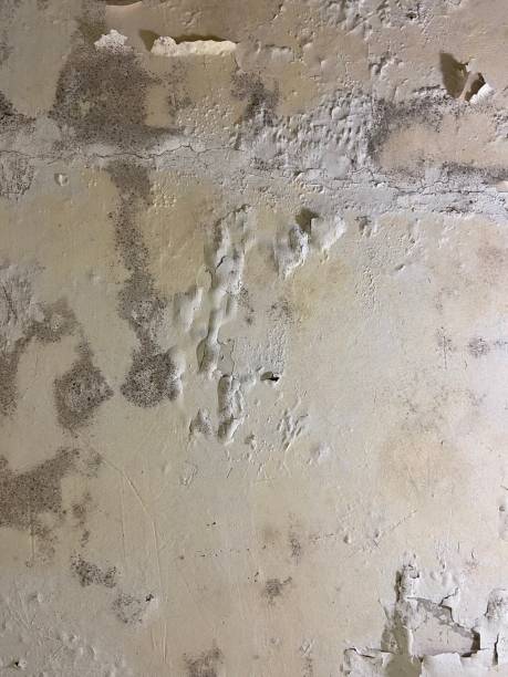 Attic Mold Removal in Machesney Park, IL
