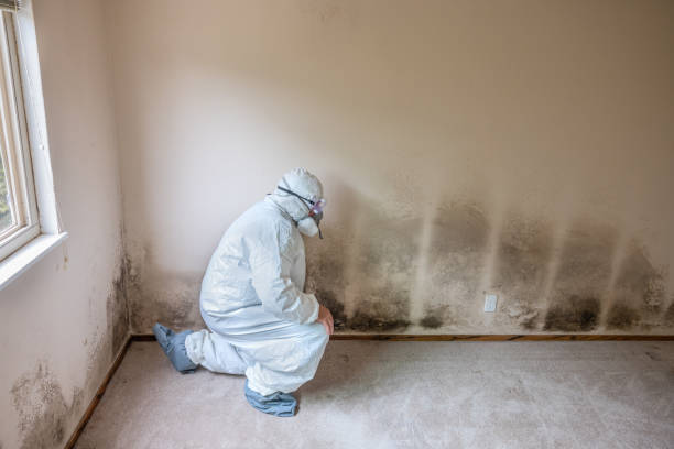 Best Professional Mold Removal  in Machesney Park, IL