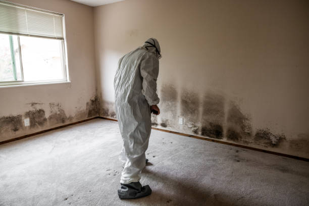 Best Commercial Mold Removal  in Machesney Park, IL