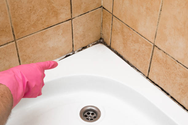 Best Office Mold Removal Services  in Machesney Park, IL