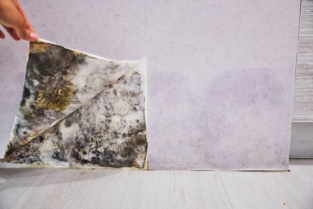 Best Mold Removal and Inspection  in Machesney Park, IL